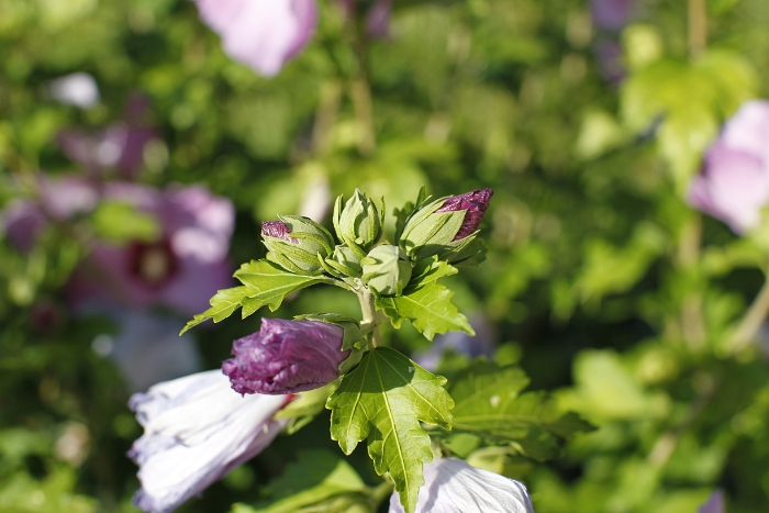 Fleur devant maison - 003